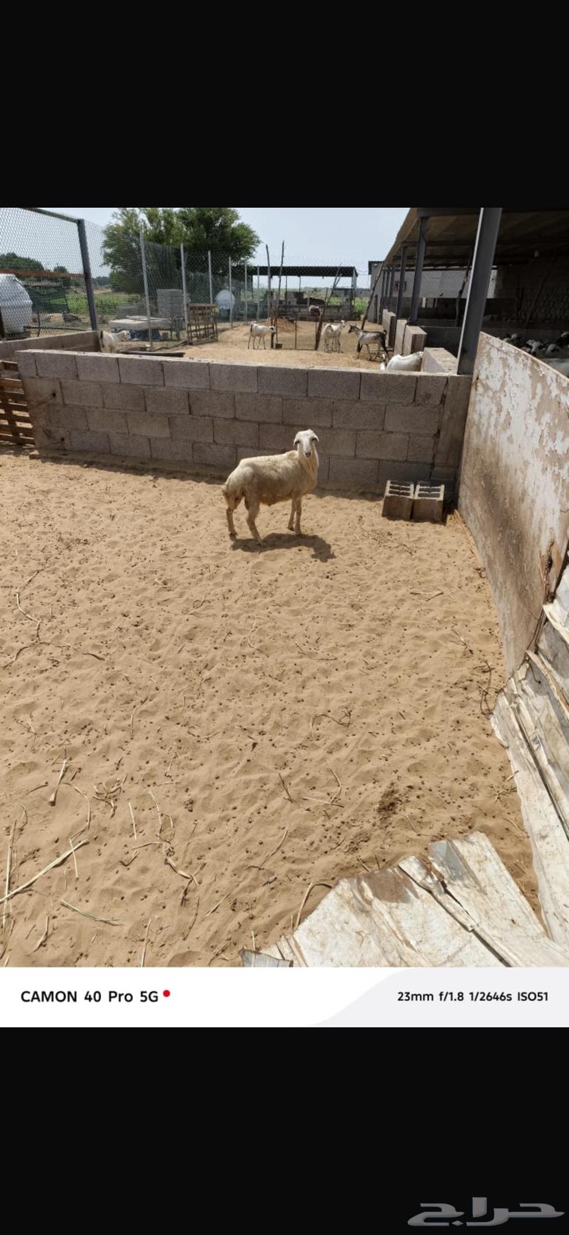 Local lambs aged 4 to 6 months, farm-raised, ready for refrigerator64438351320194113