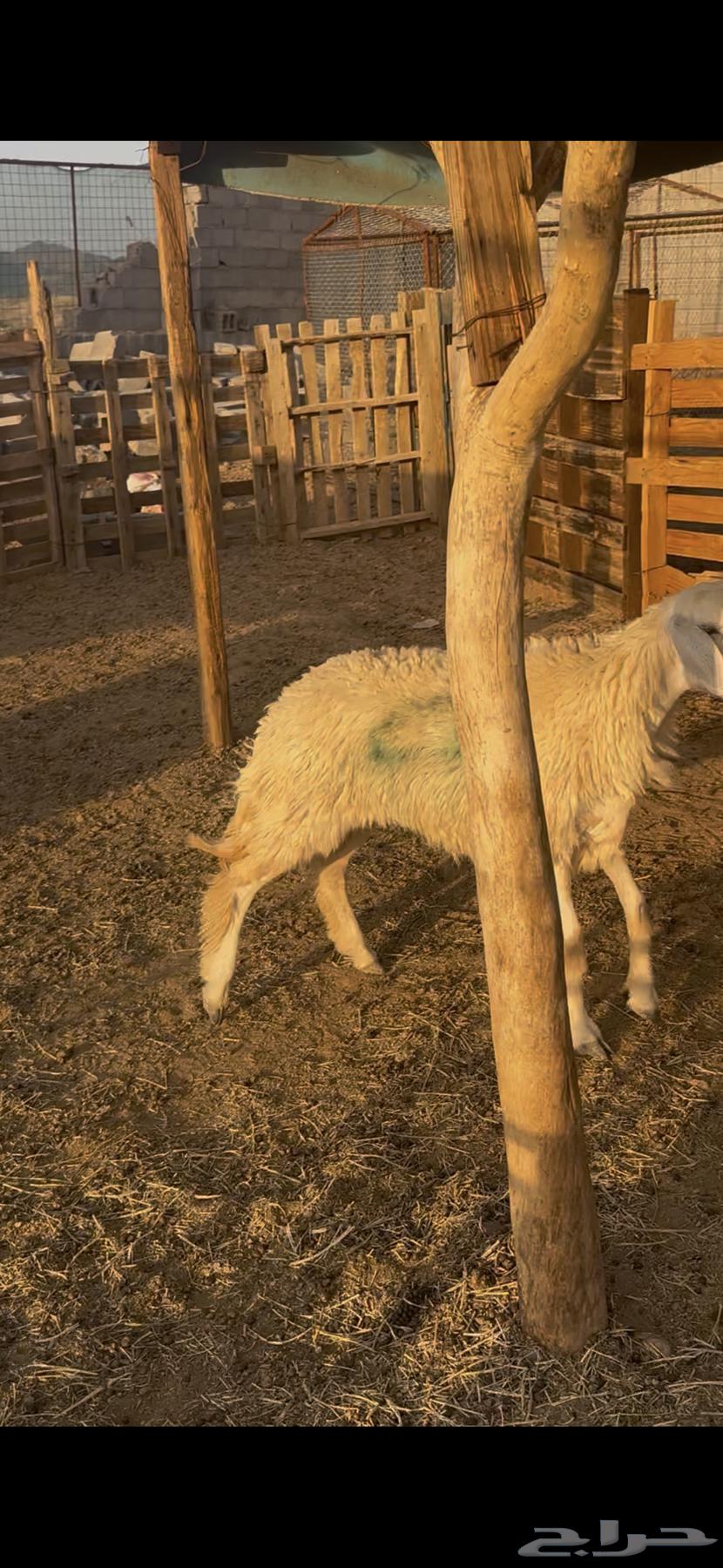 رخل حبص حرشا صنف جذع تم البيع64451782423170113