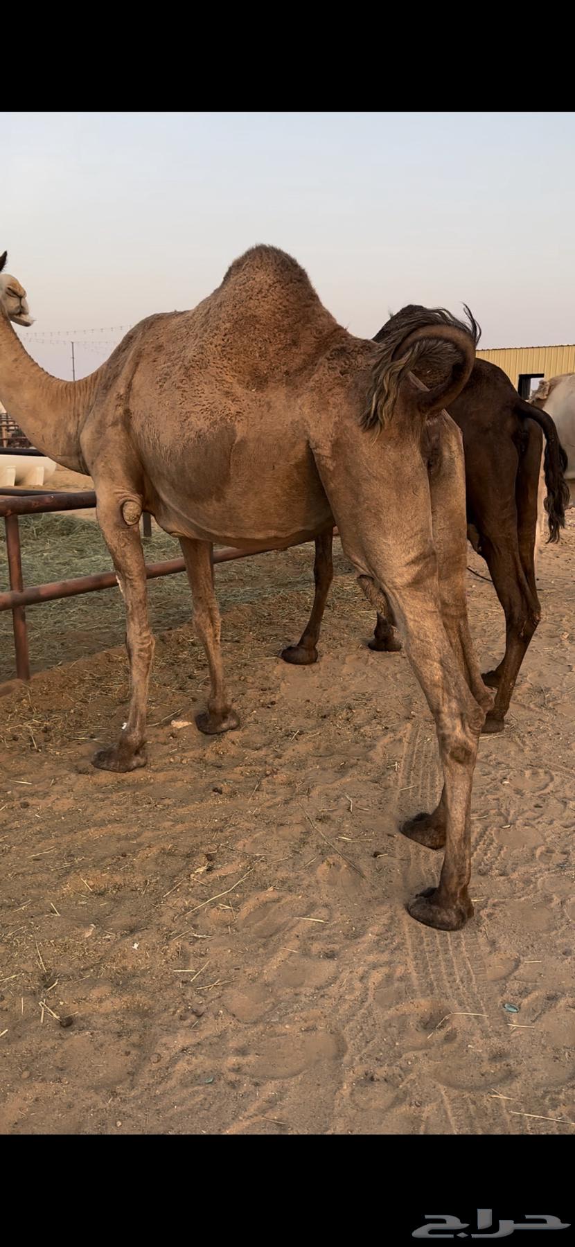لقحه صفرا طيبه64451042576515112