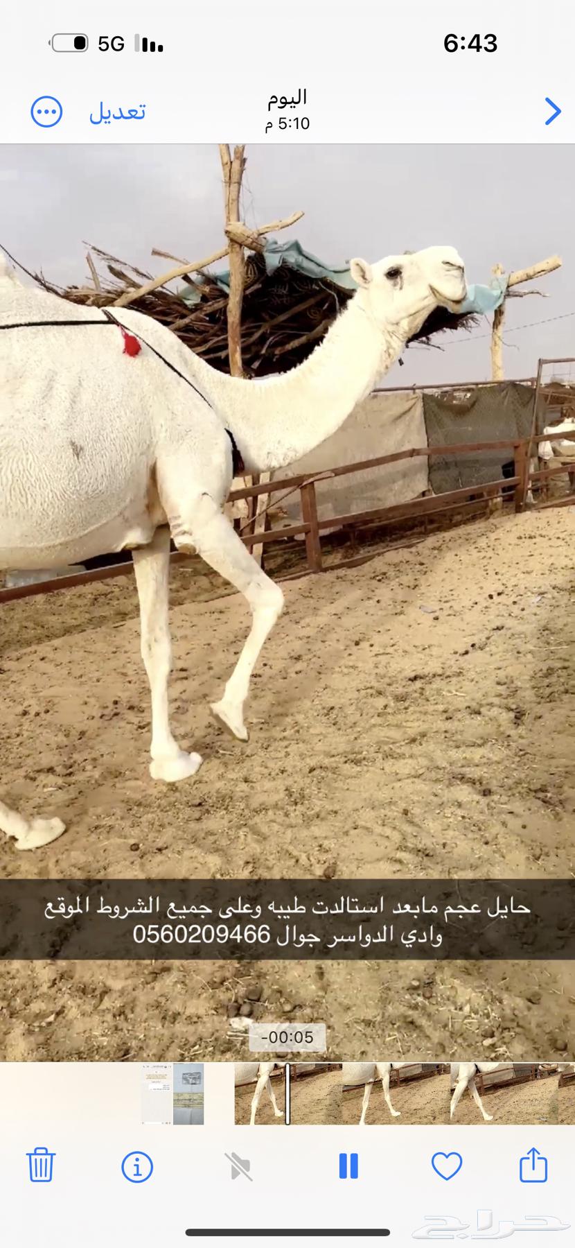 وضحا طيبه عجم64454825771265110