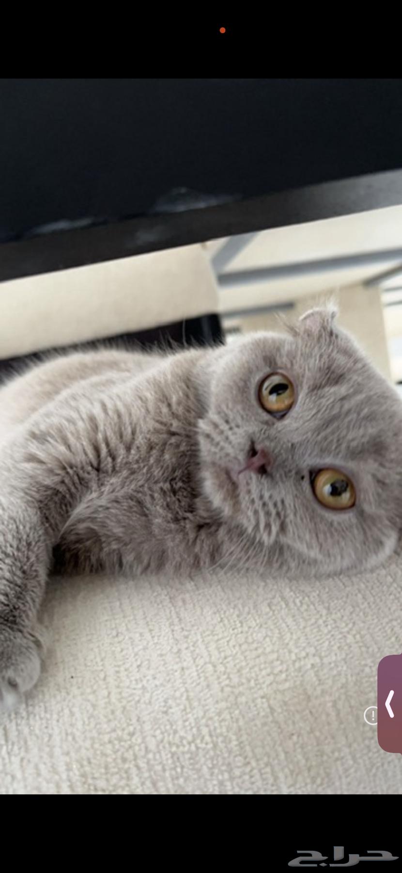 سكوتش فولد انثى للبيع - غير معقمة64453600146051110