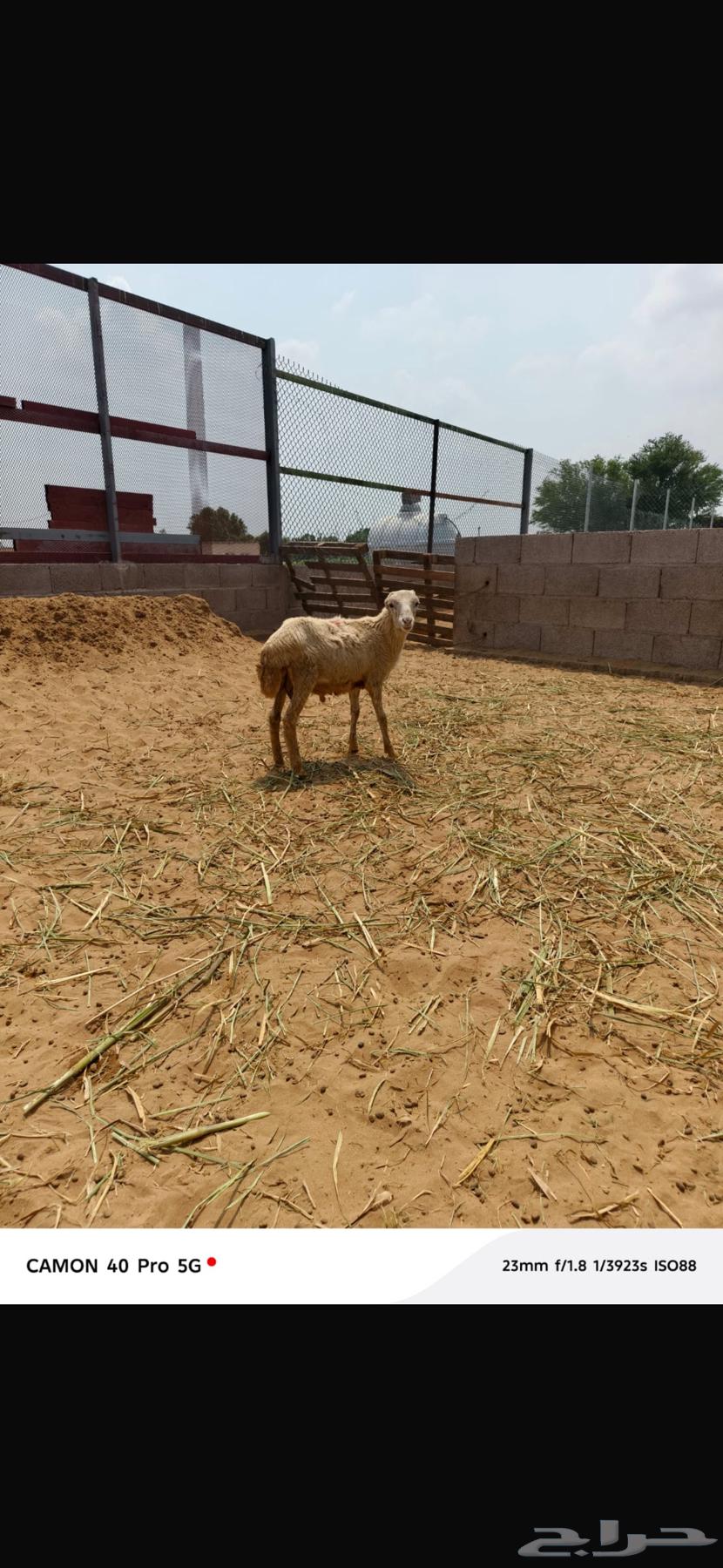 Local lambs aged 4 to 6 months, farm-raised, ready for refrigerator64438351320194112