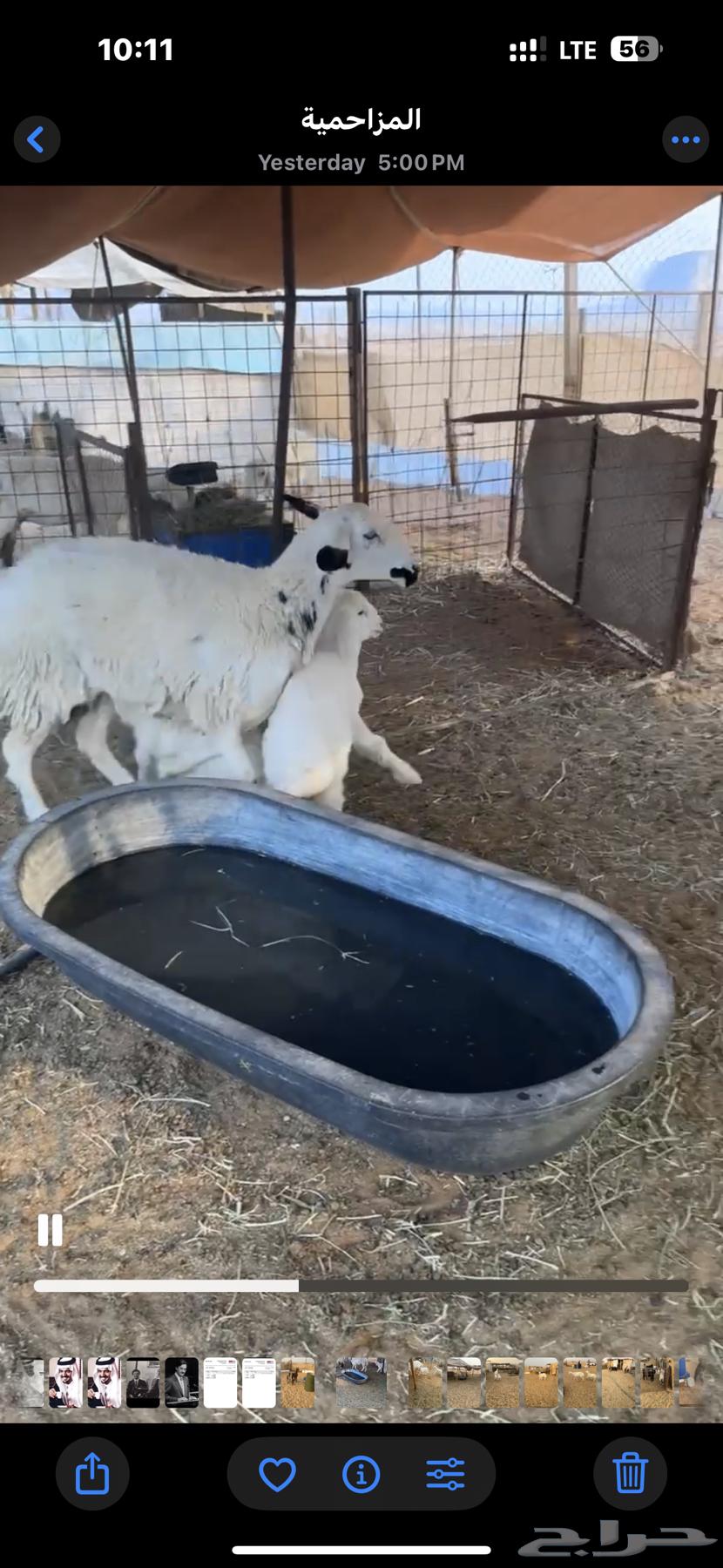 Two camels for sale with four underneath64456503801858114