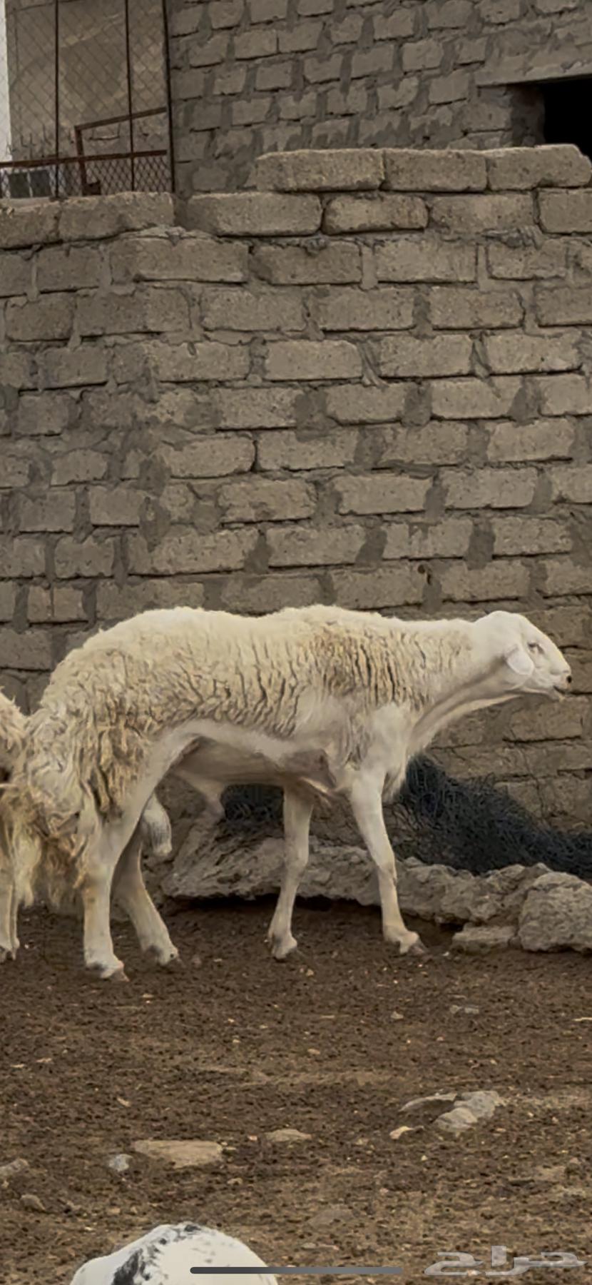 خروف فحل ضنف الصنف   تم البيع64453475738498113