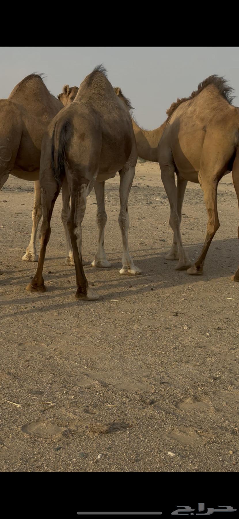 اربع ملاقي للبيع64452929681537113