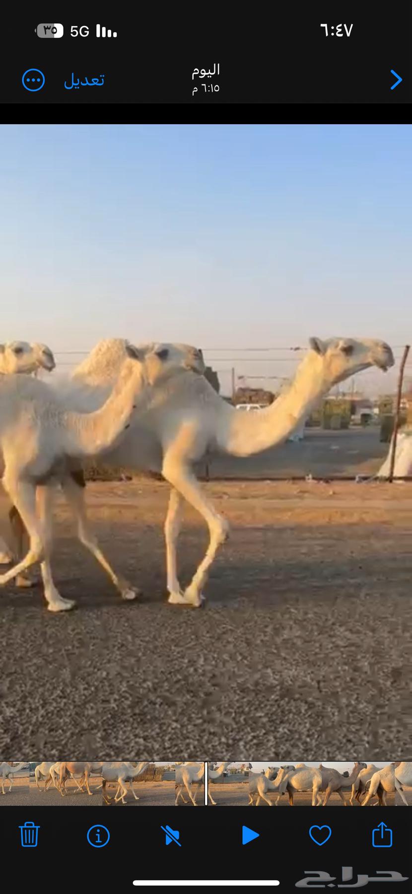 للبيع اربع بكار كفو64454853052931114