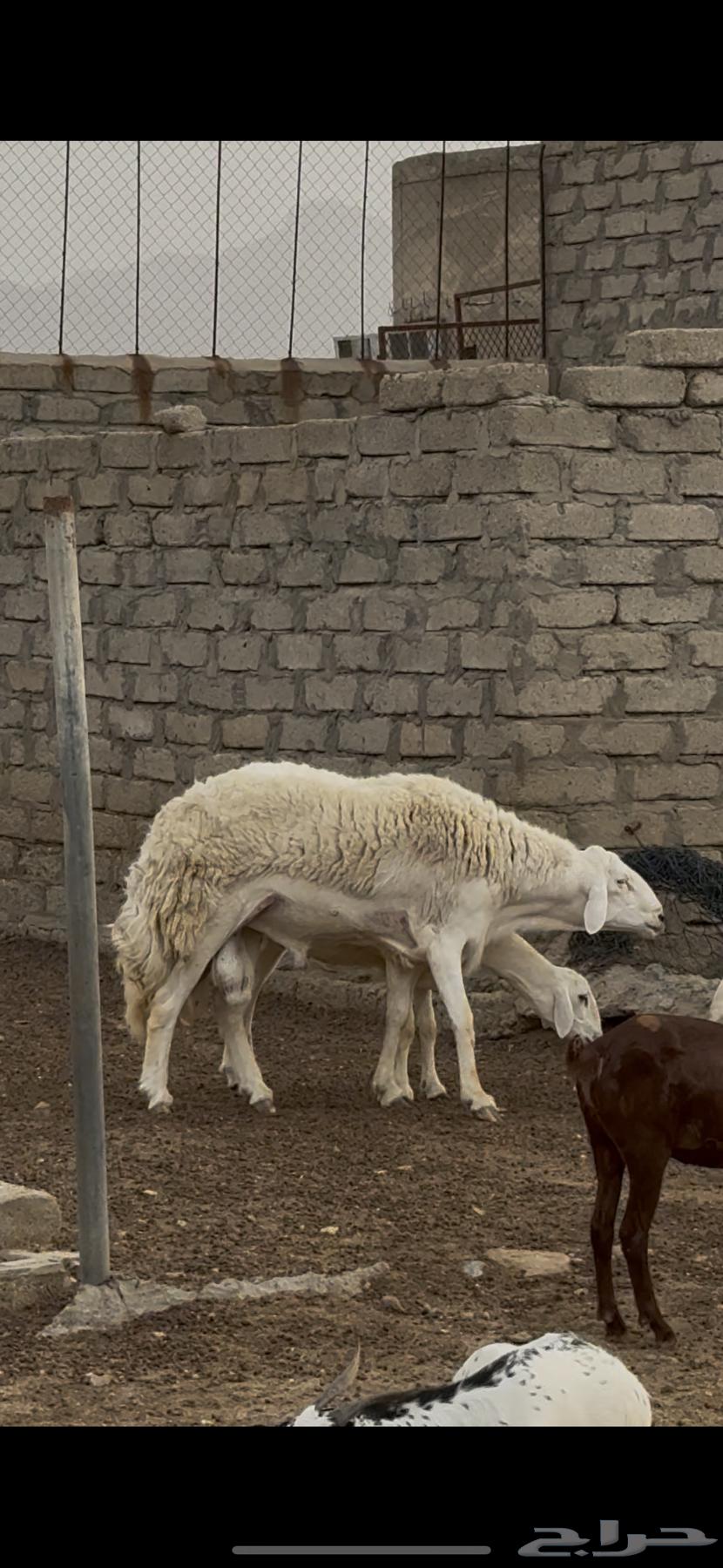 خروف فحل ضنف الصنف   تم البيع64453475738498111