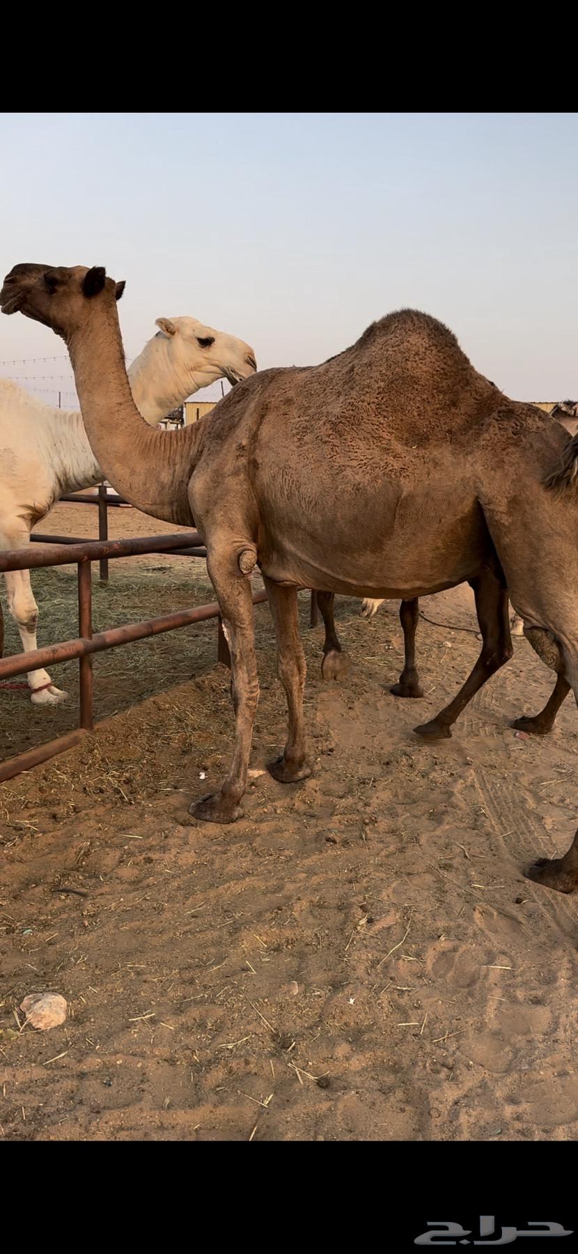 لقحه صفرا طيبه64451042576515110