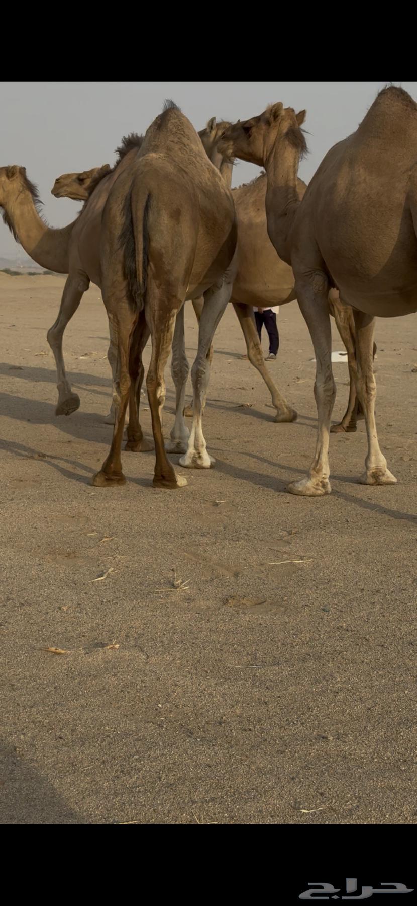 اربع ملاقي للبيع64452929681537114