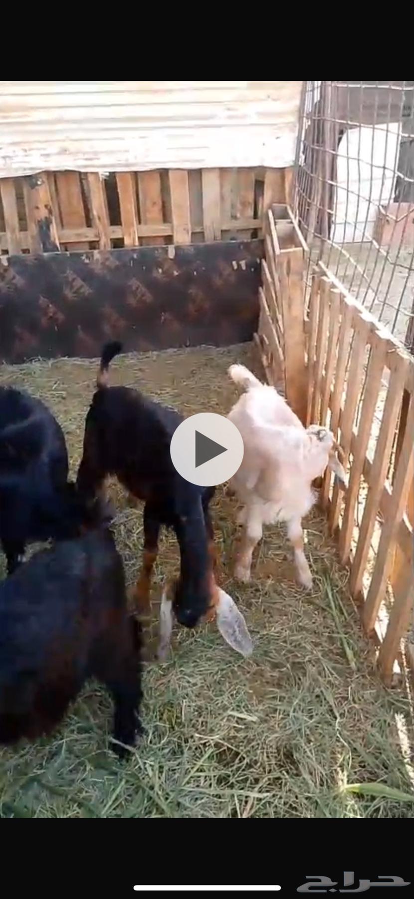 تيوس للبيع64455400284931112