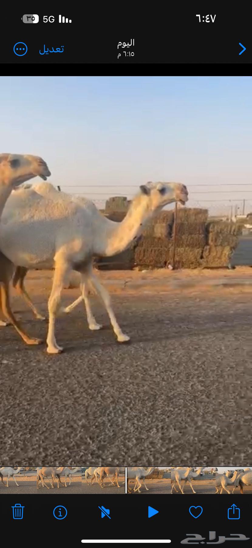 للبيع اربع بكار كفو64454853052931112