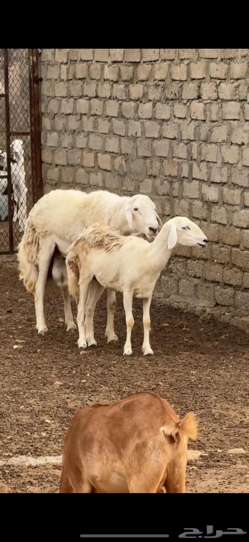 خروف فحل ضنف الصنف   تم البيع64453475738498110