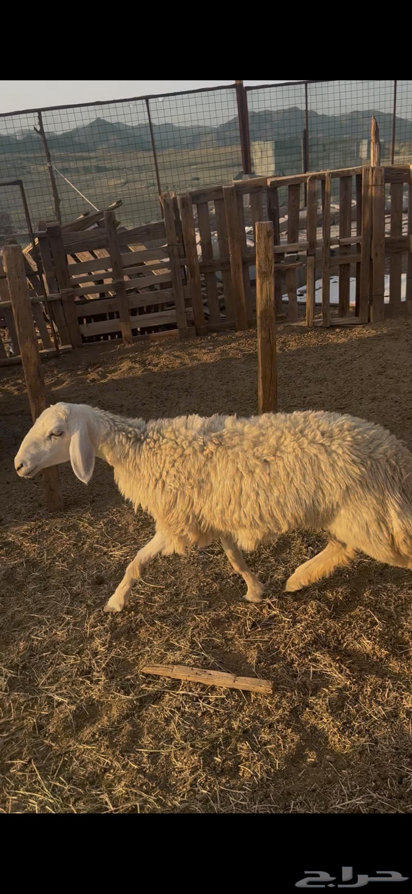 رخل حبص حرشا صنف جذع تم البيع64451782423170111