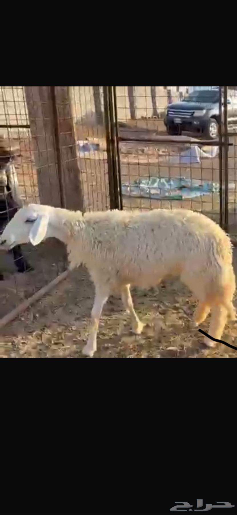 رخل حبص حرشا صنف جذع تم البيع64451782423170110