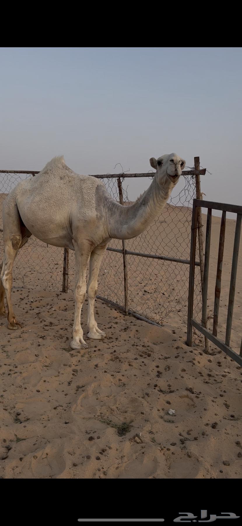 قعود للبيع64451499297793111