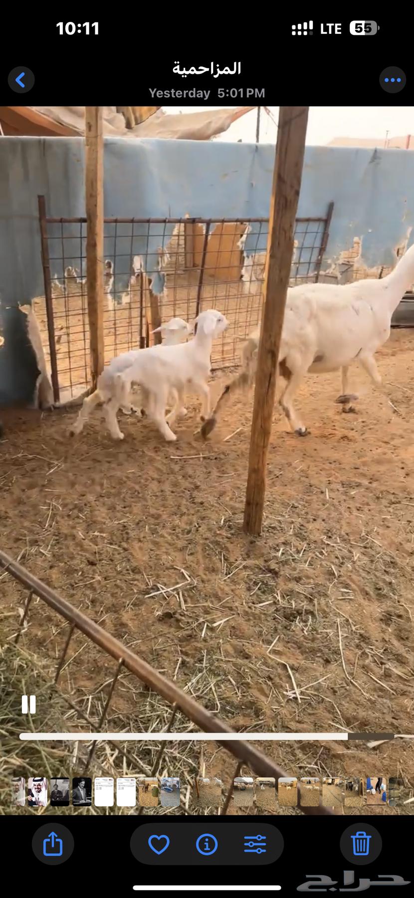 Two camels for sale with four underneath64456503801858112