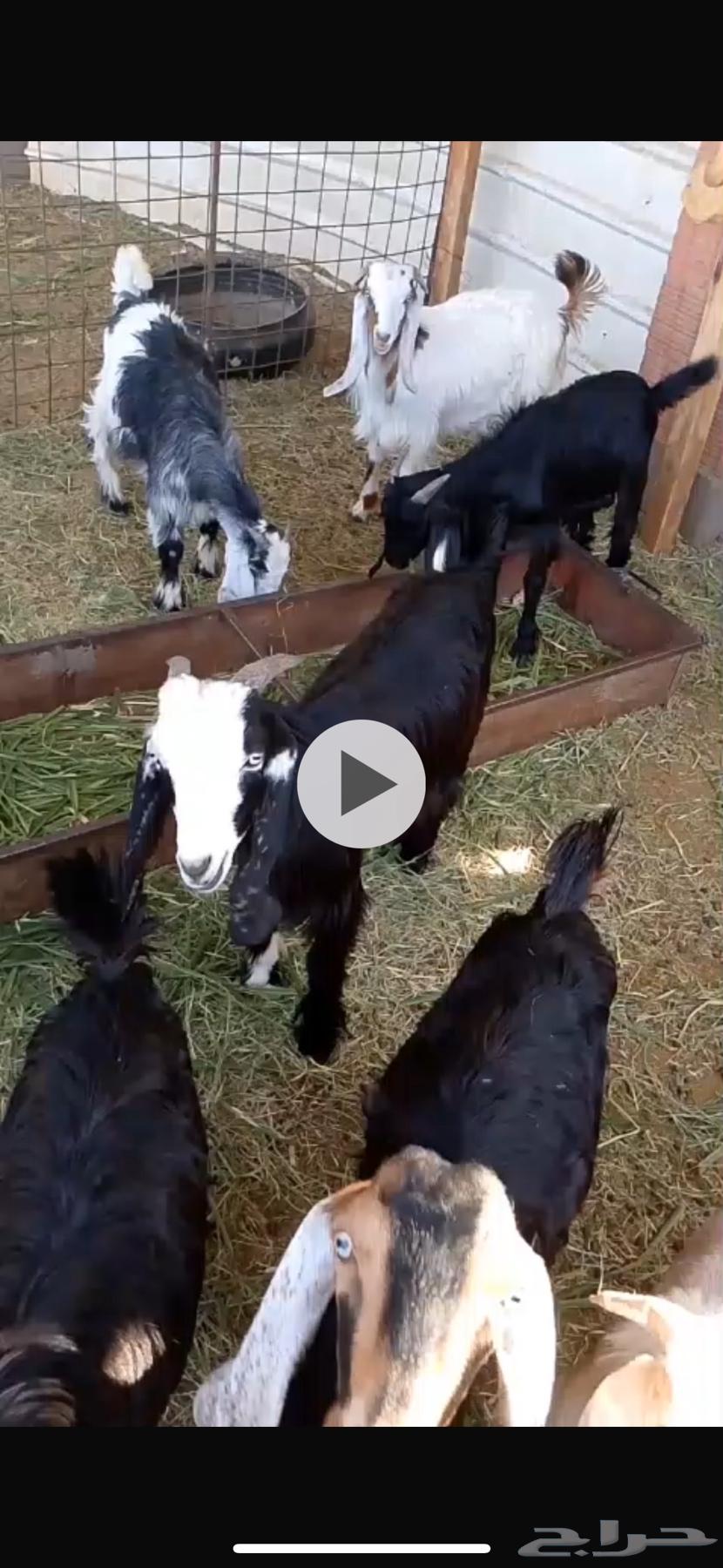 تيوس للبيع64455400284931110