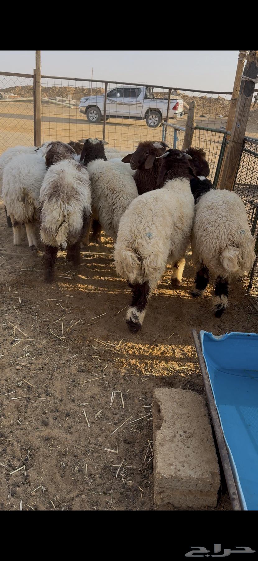 Dhabaih Na3im64455645639299111