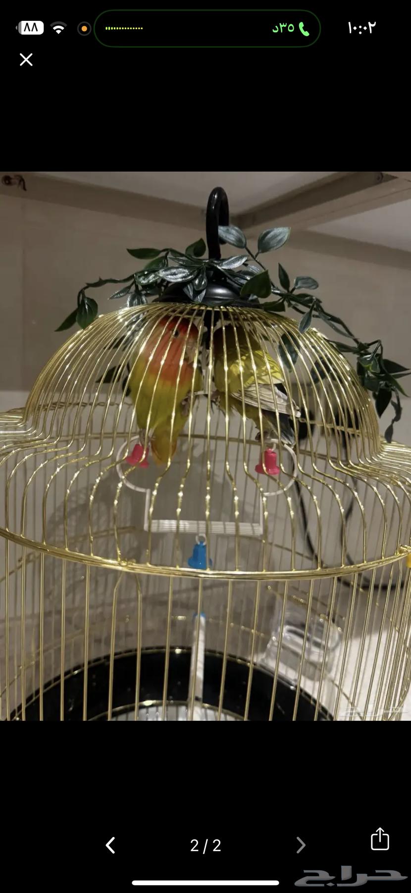 طيور ببغاء روز64483396842625111