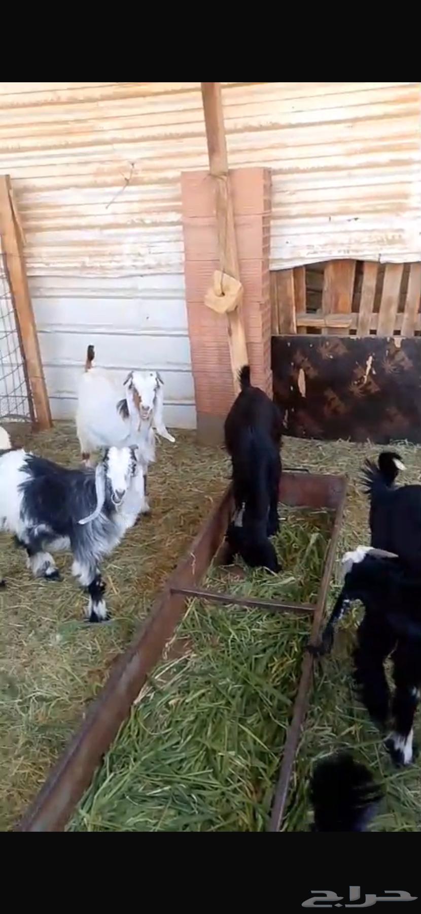 تيوس للبيع64455400284931111