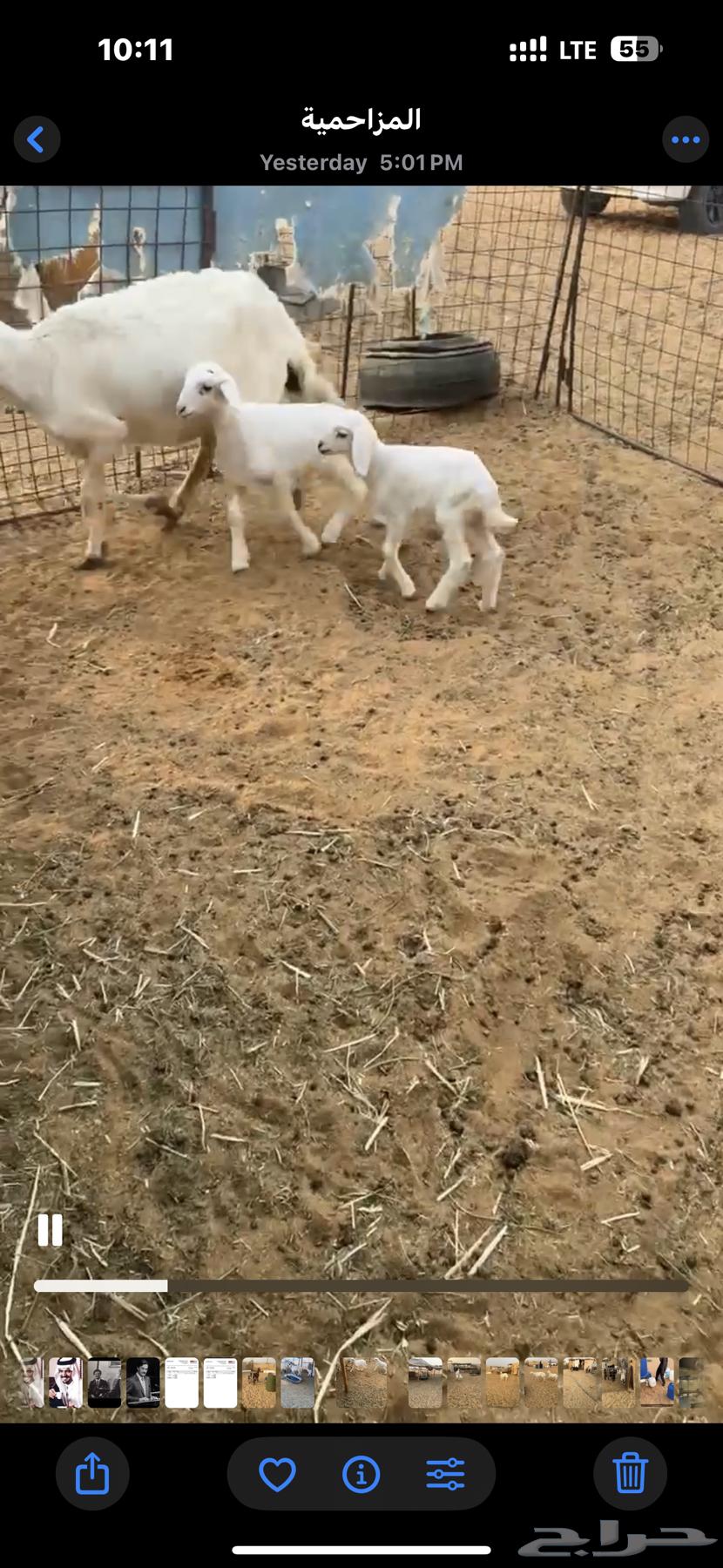 Two camels for sale with four underneath64456503801858110