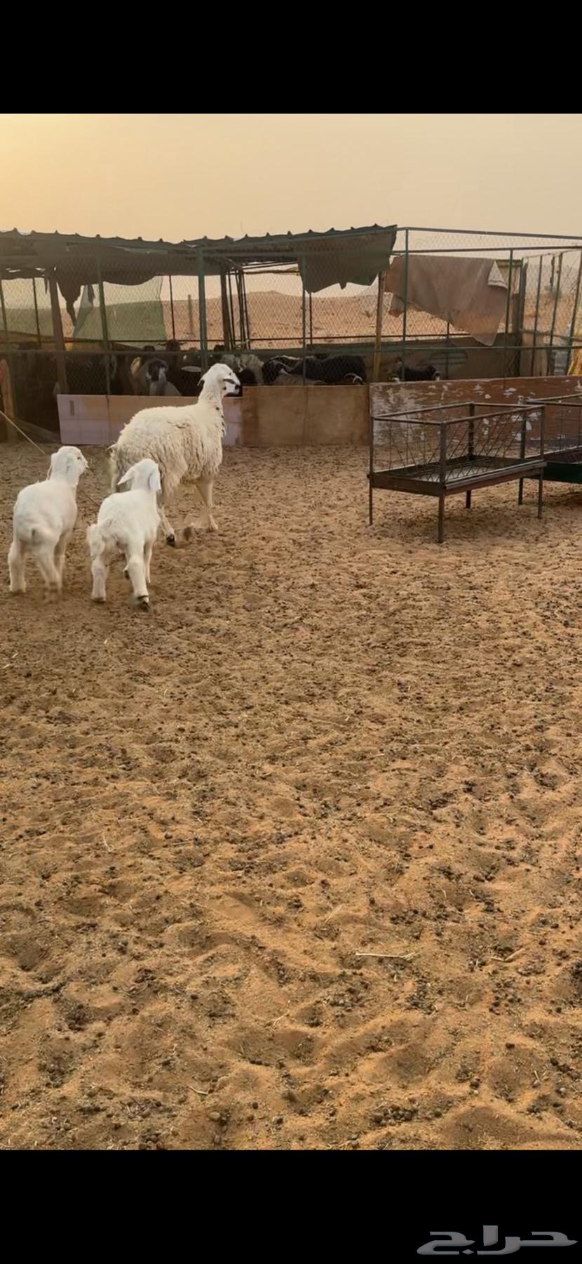 Two camels for sale with four underneath64456503801858113