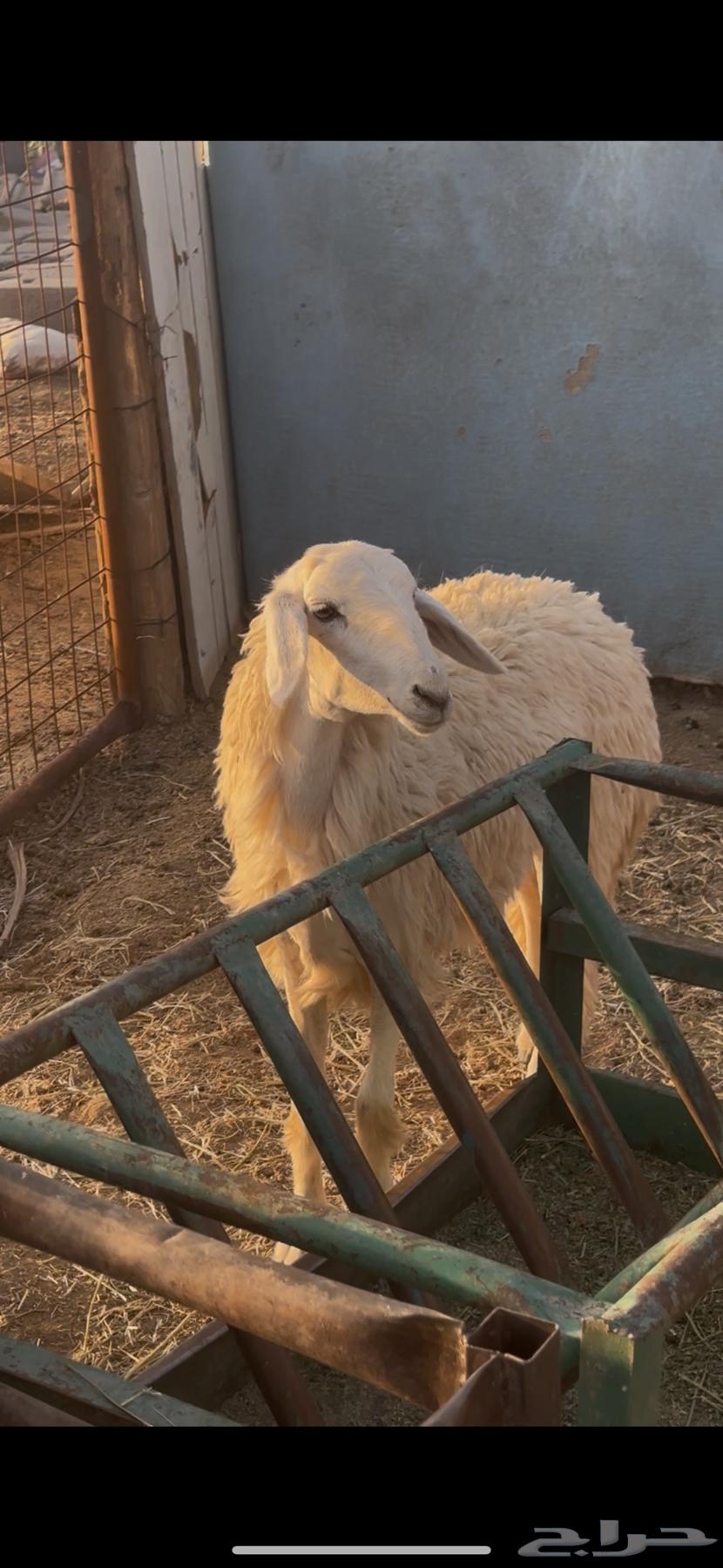 رخل حبص حرشا صنف جذع تم البيع64451782423170112