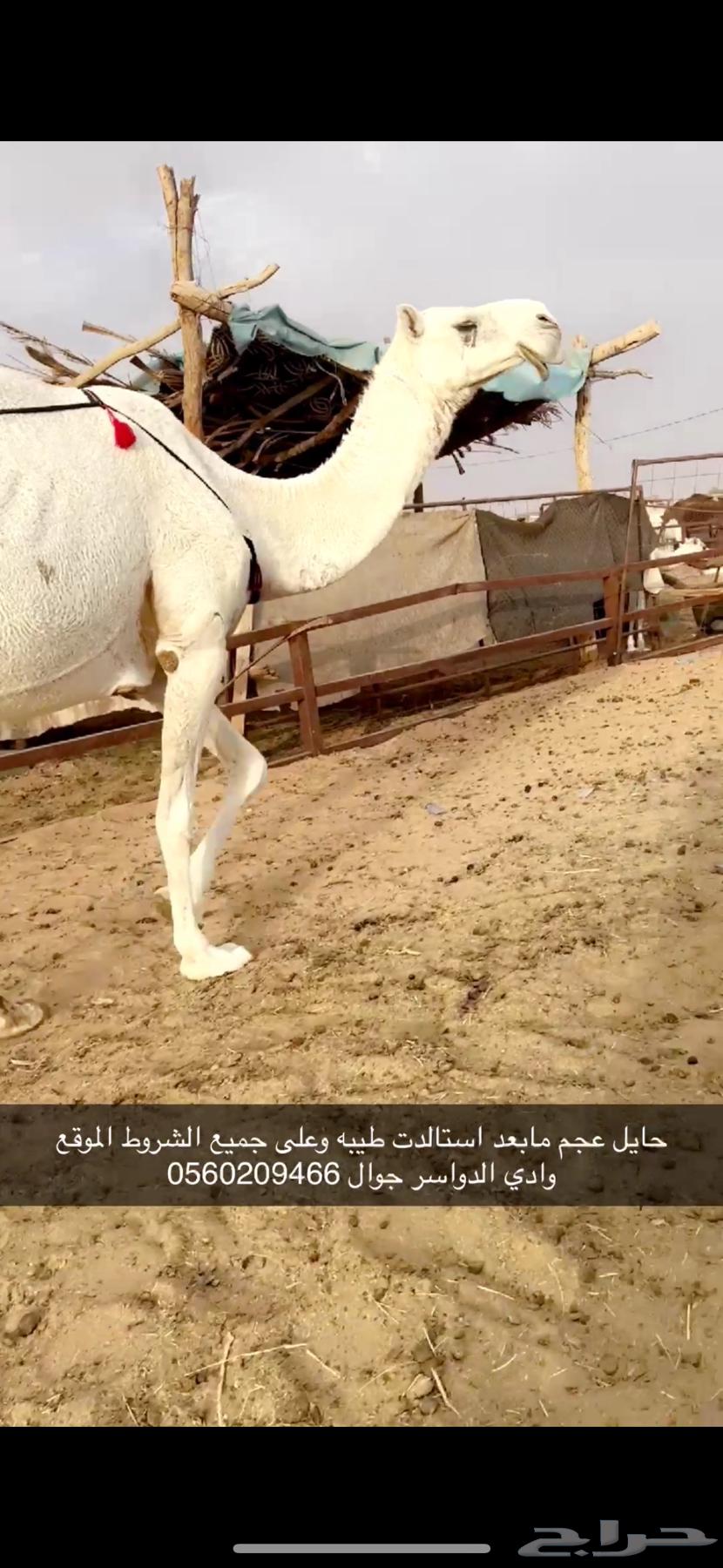 وضحا طيبه عجم64454825771265111