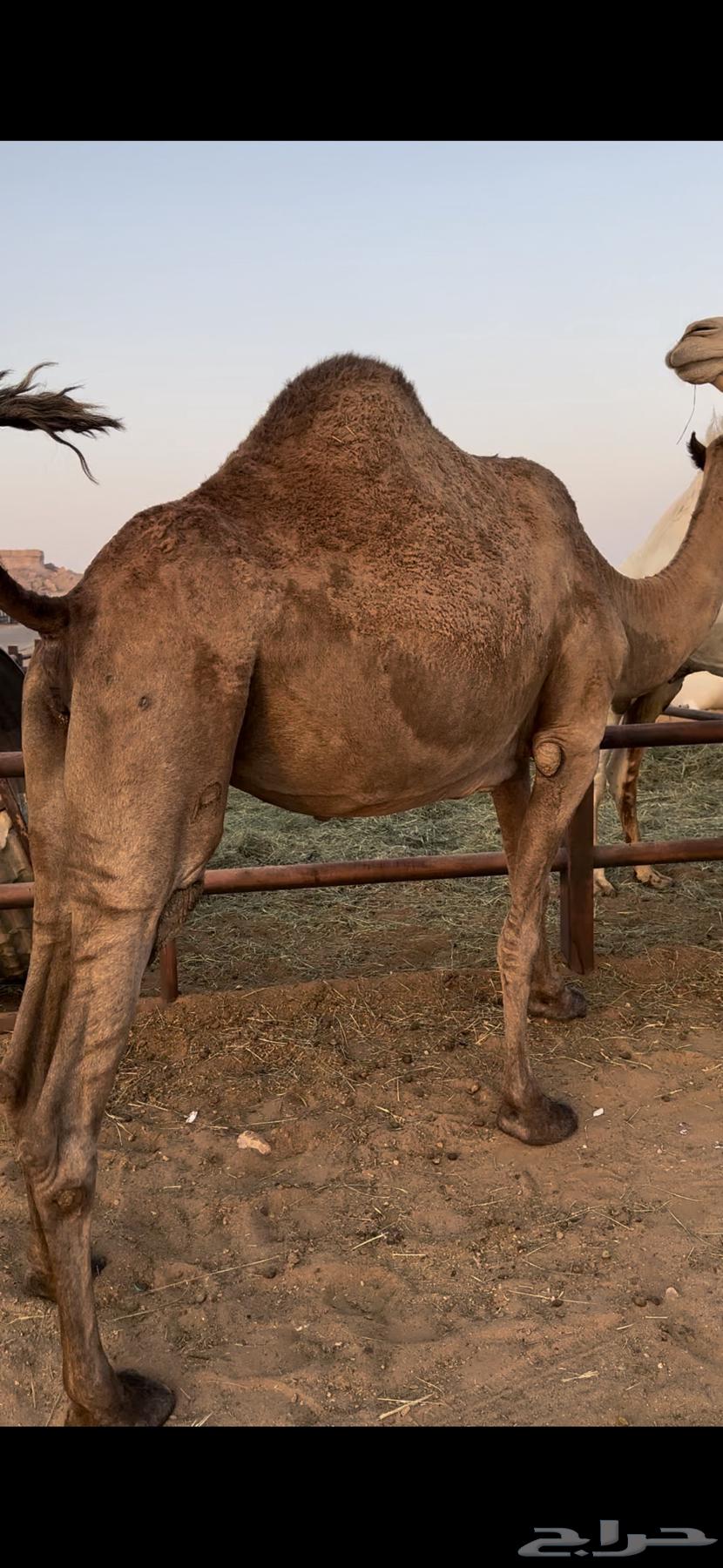 لقحه صفرا طيبه64451042576515113