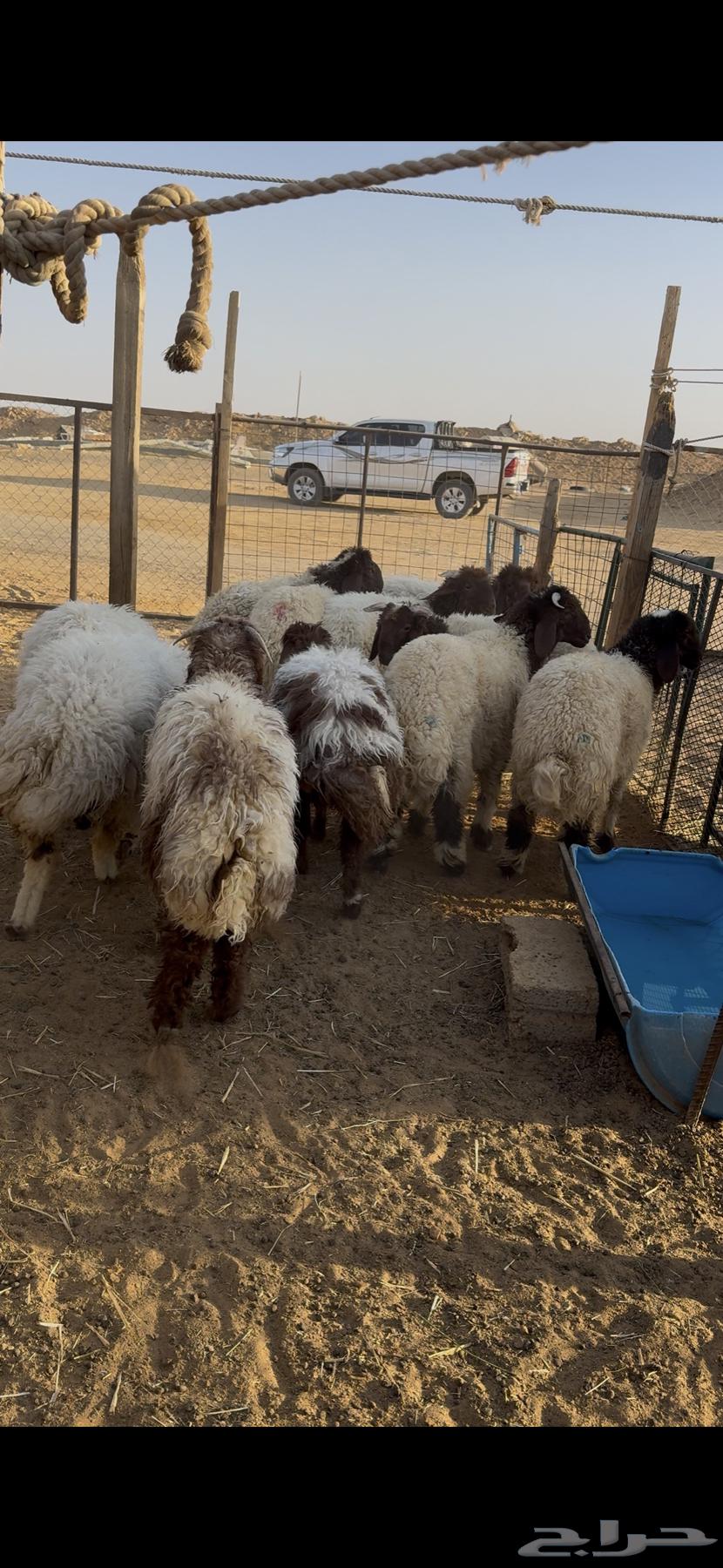 Dhabaih Na3im64455645639299112