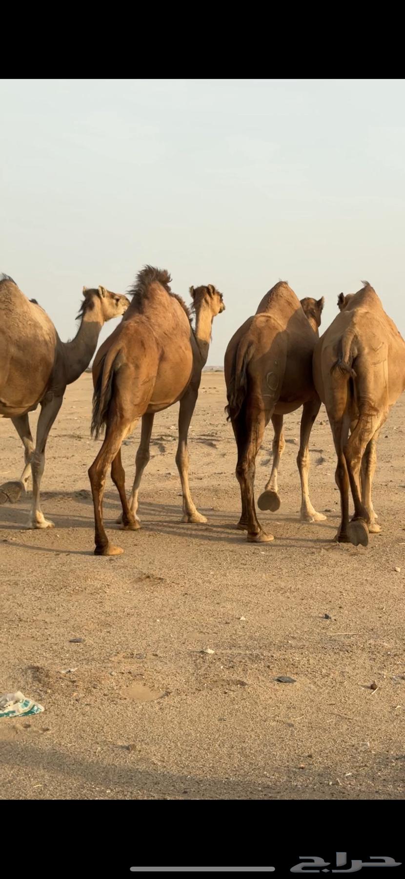 اربع ملاقي للبيع64452929681537110