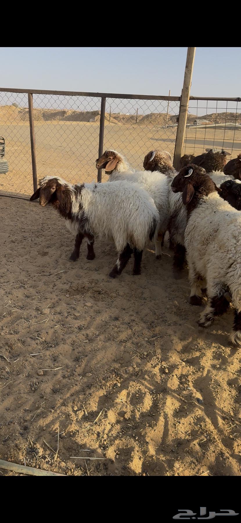 Dhabaih Na3im64455645639299110