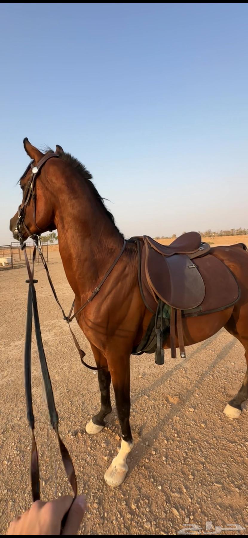 للبيع طقم كامل ستيتوس بني مستعمل64450577286402110