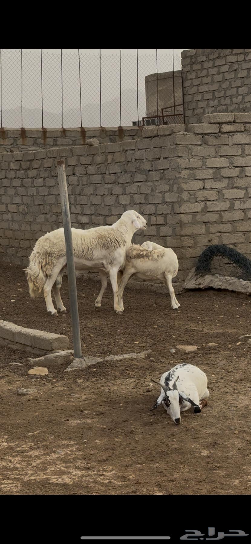 خروف فحل ضنف الصنف   تم البيع64453475738498112