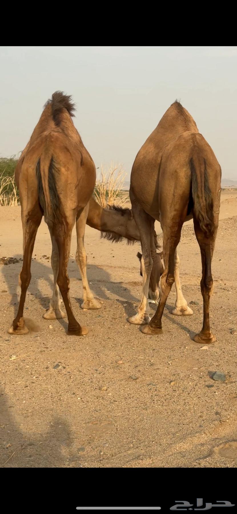 اربع ملاقي للبيع64452929681537111