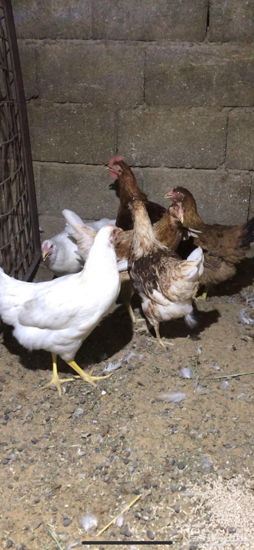 للبيع دجاج لوهمان64454674175619110