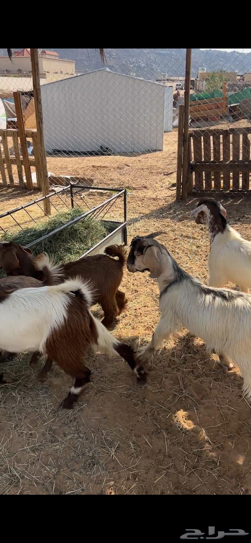 تيوس بلديه فلل الفلل64452374476546114