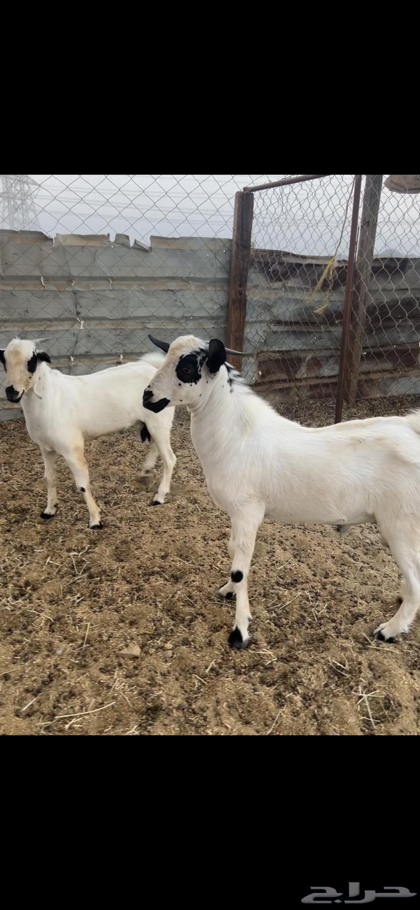 تيوس بلدي بيشية (( تم البيع ))64456707474691110