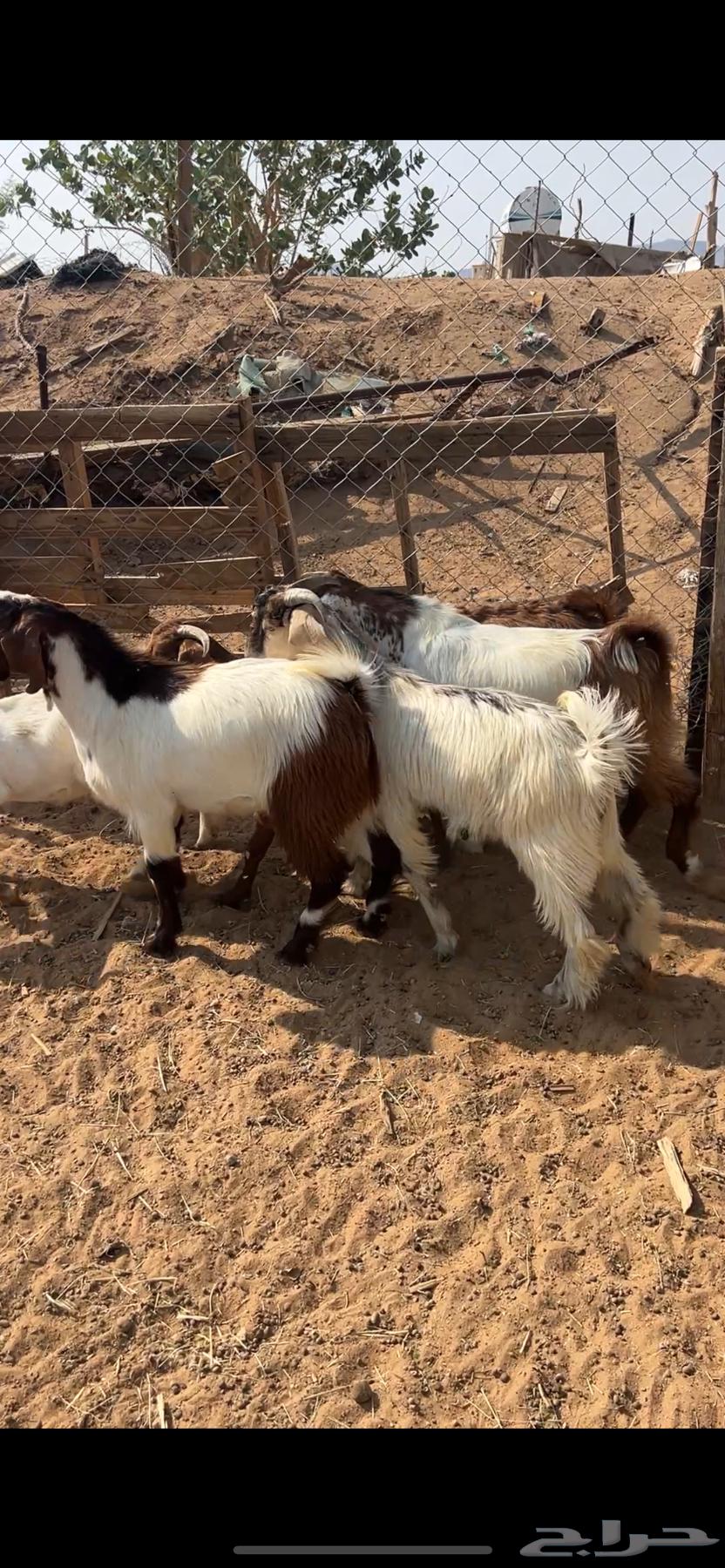 تيوس بلديه فلل الفلل64452374476546110