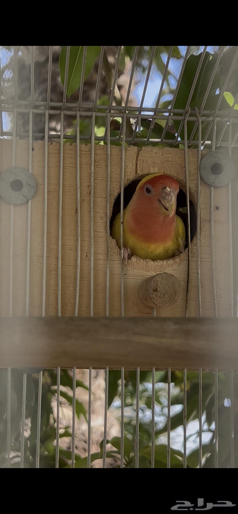 روز طيور زينة64451271139842111