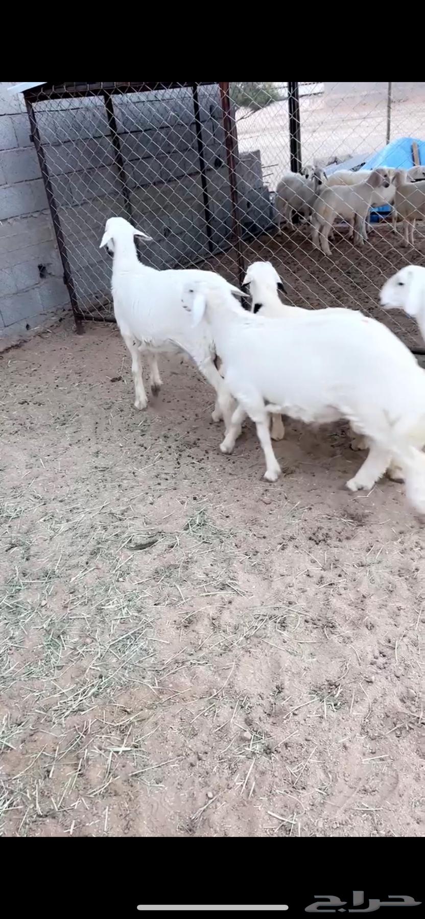 5 خروف جبر64450947299202110