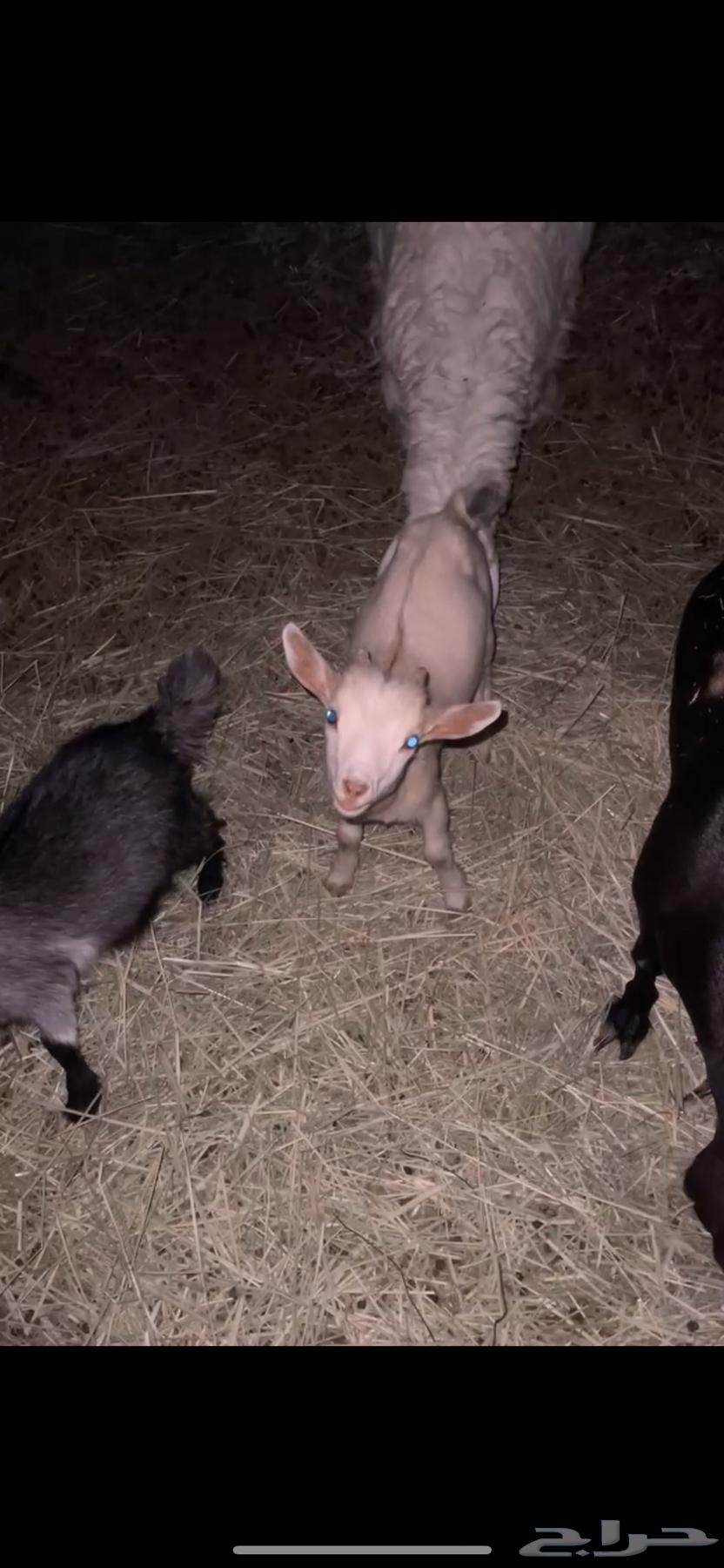 Dwarf goat for sale64453958138241110
