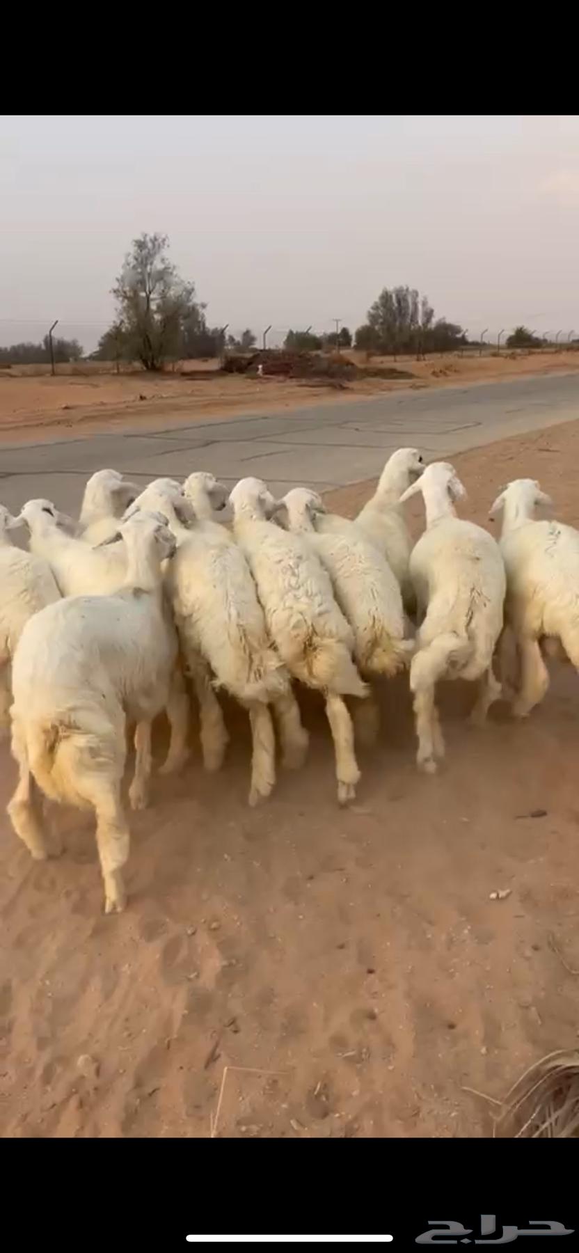 للبيع جذعان طليان حريات (( تم البيع ))64449796725891111