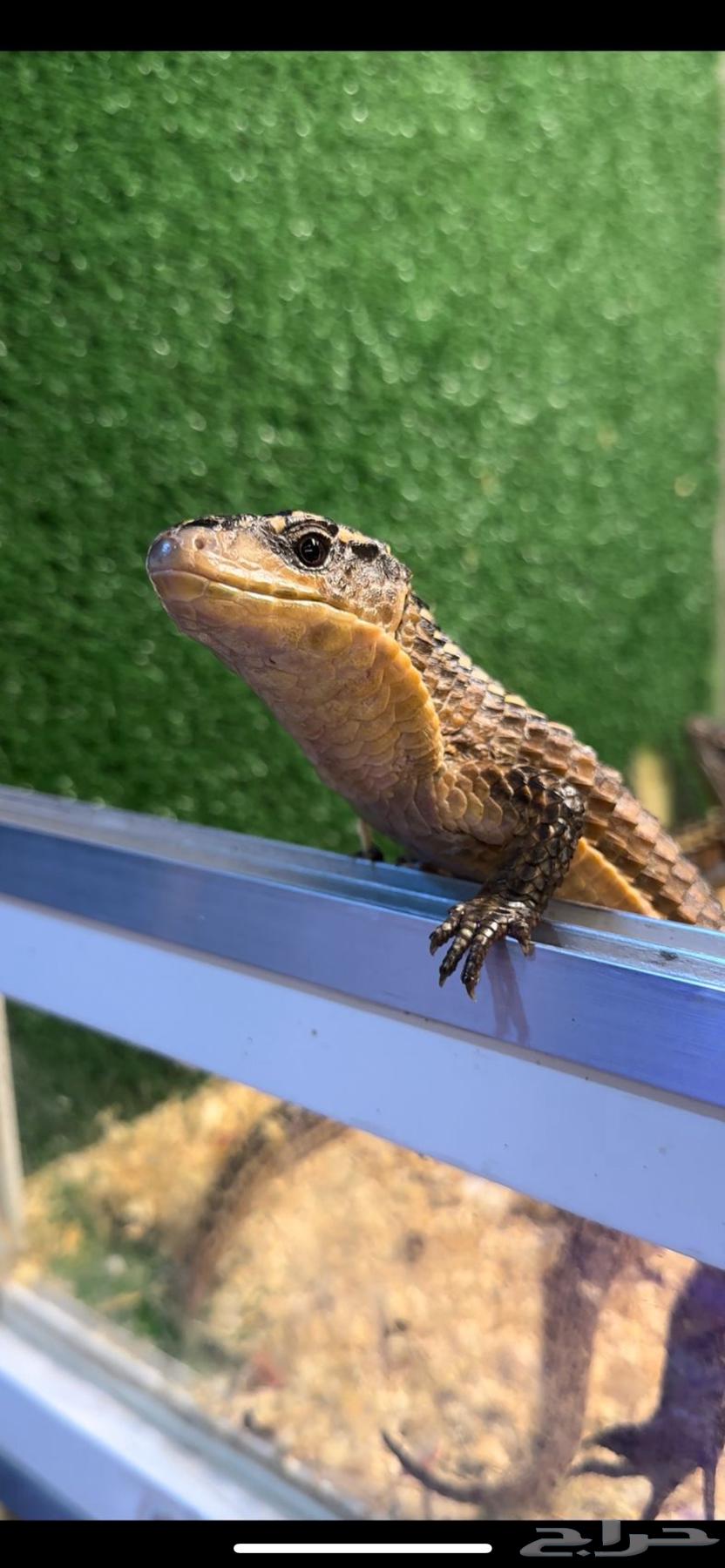 Sudanese Lizard64456517282691110