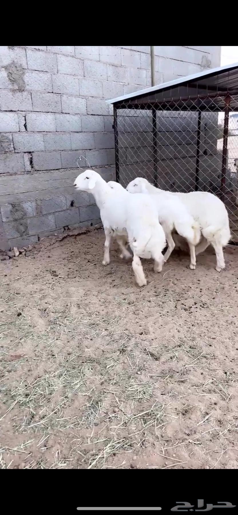 5 خروف جبر64450947299202112