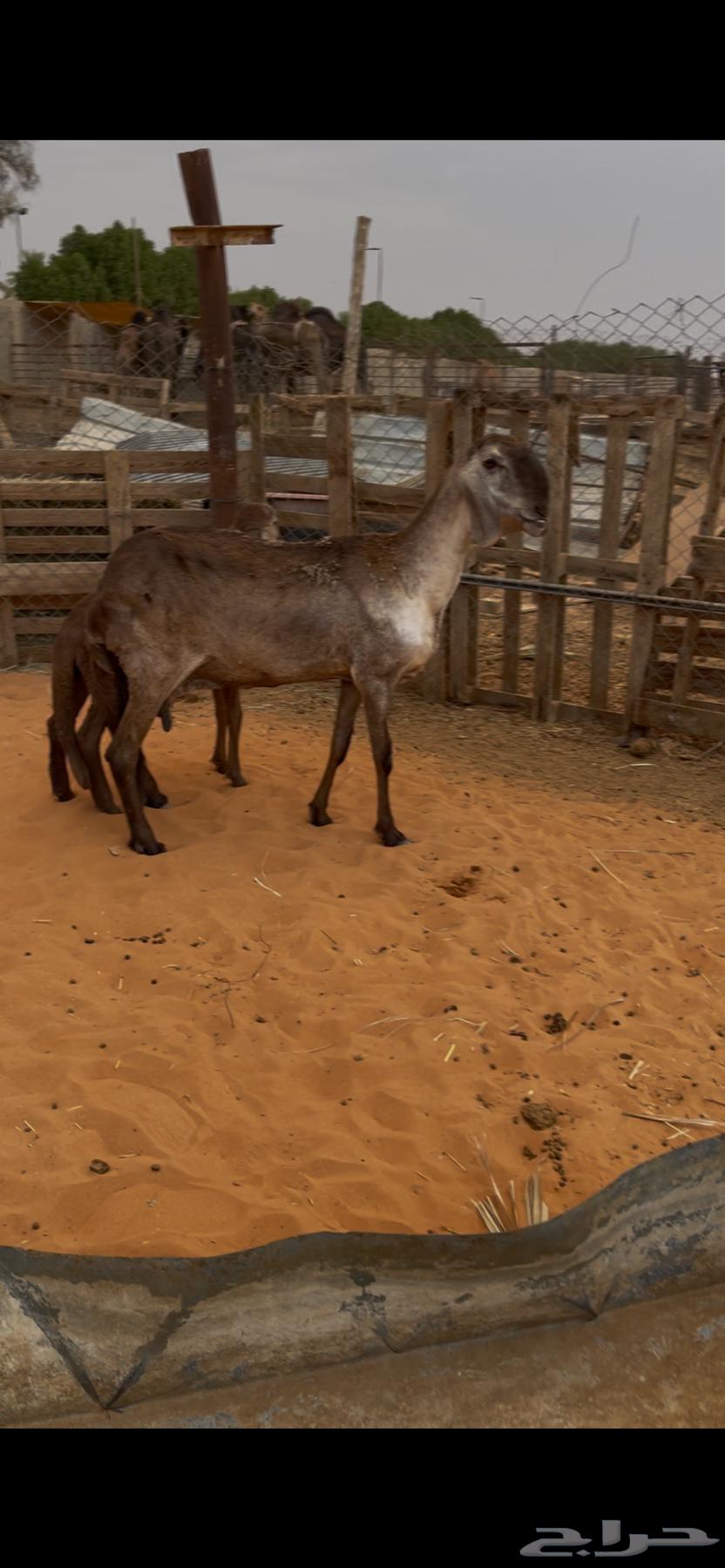 للبيع ساكنيه متبع64456940925827110