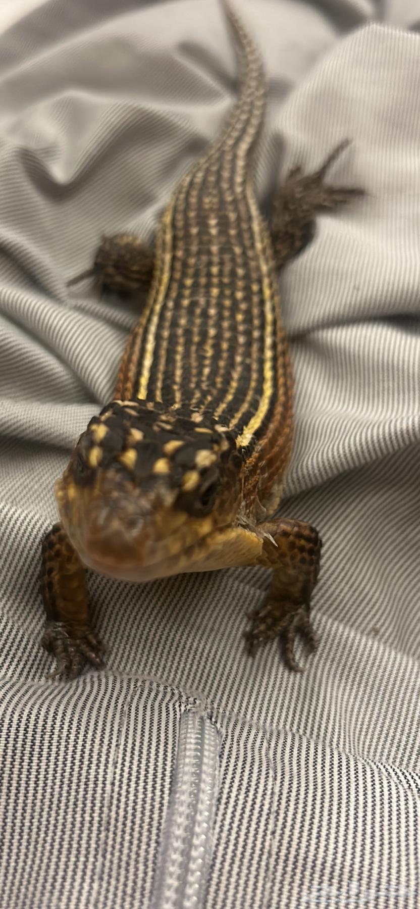 Sudanese Lizard64456517282691111