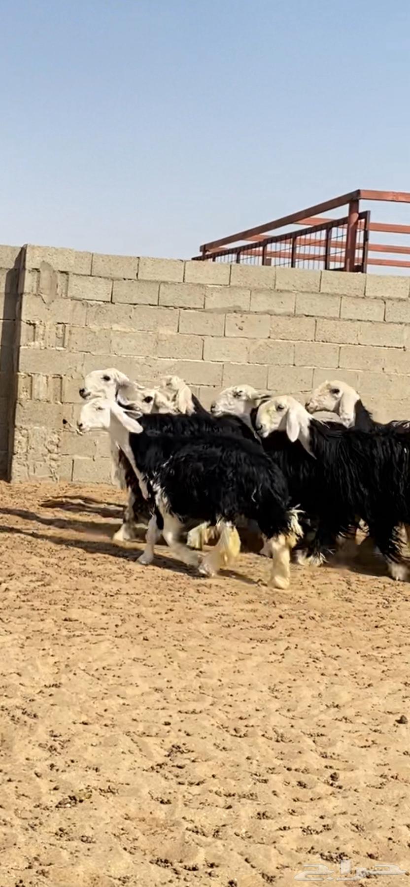 ارخال نجد صنف64452793237249111