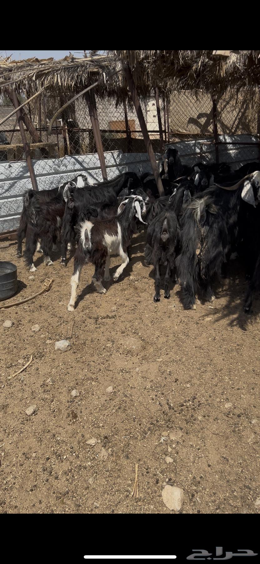 معزا للبيع64451916505475111