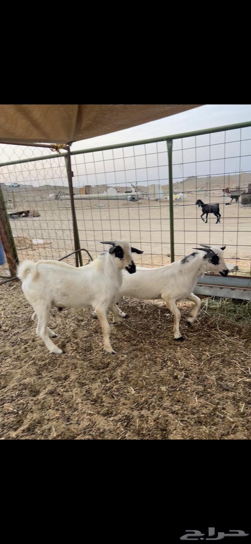 تيوس بلدي بيشية (( تم البيع ))64456707474691111